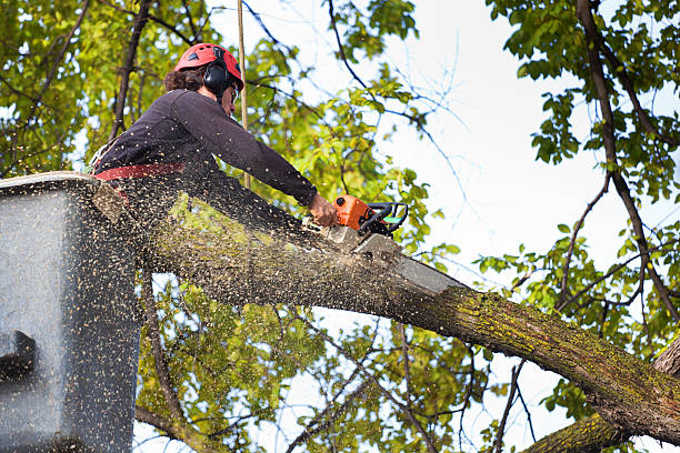 Tree Branch Trimming in Wilkinson Heights, SC